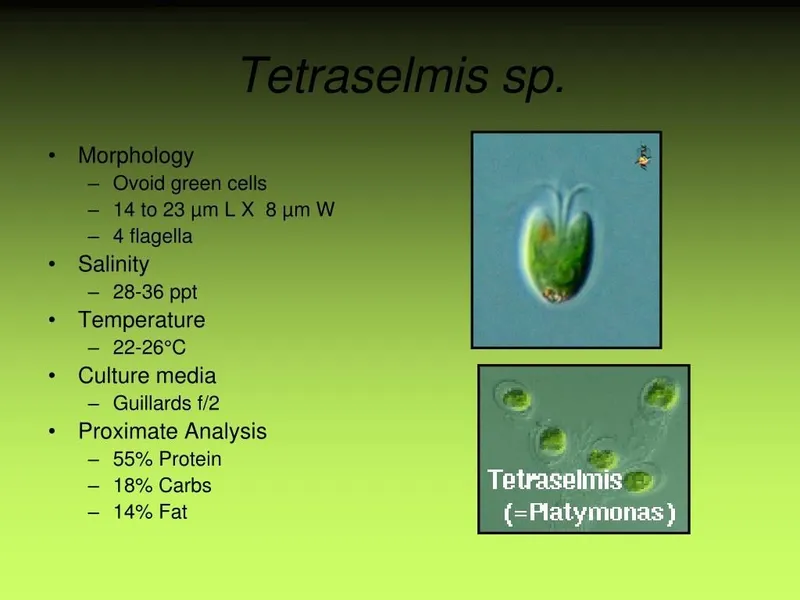 Tetraselmis (trik) 4 Tetraselmis (trik) 4