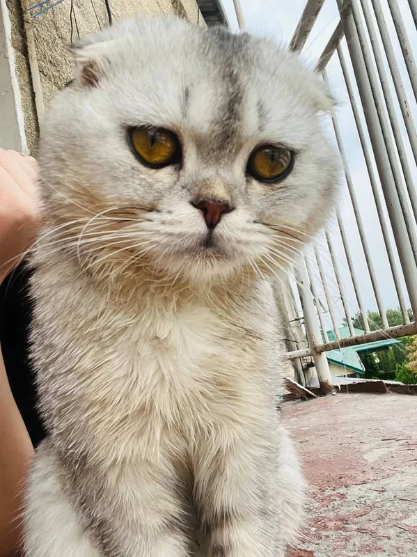 mushuk Scottish fold — фото 1