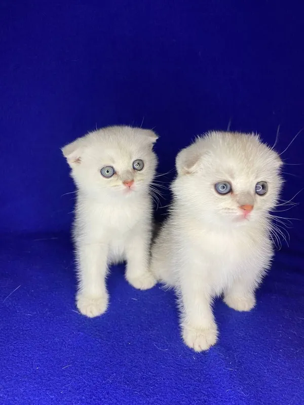 ВИСЛАУХИЕ КОТЯТА