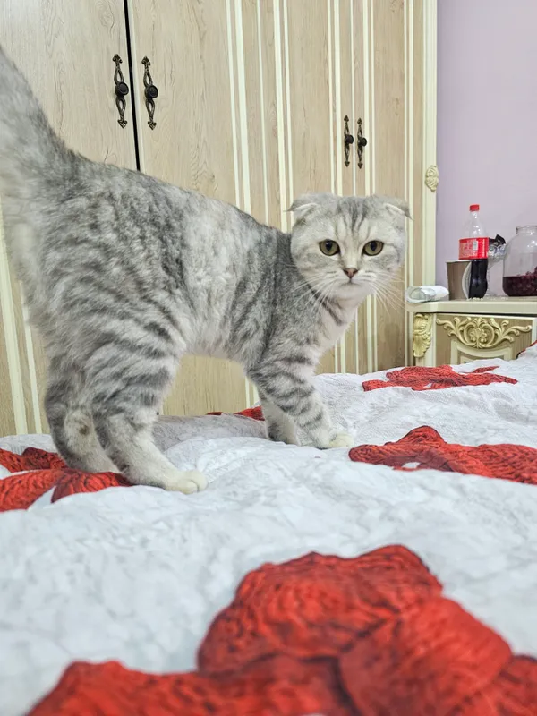mushuk scottish fold oylik toza ozoda 2
