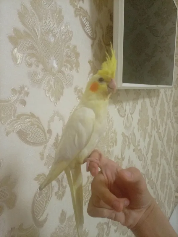 Ручная корелла лютино — фото 1