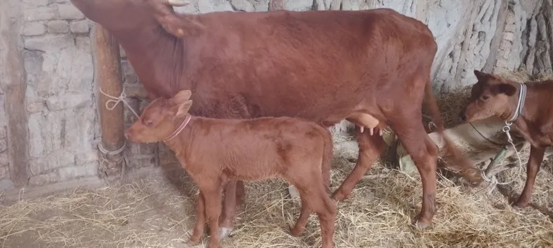 Srochniyga ona bola sigir sotiladi kafolati bilan 7