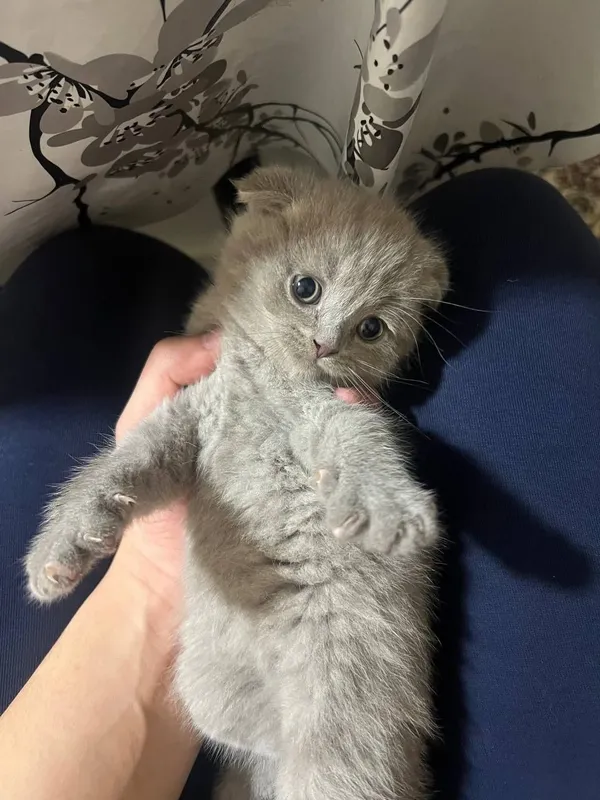 Маленький котенок 2