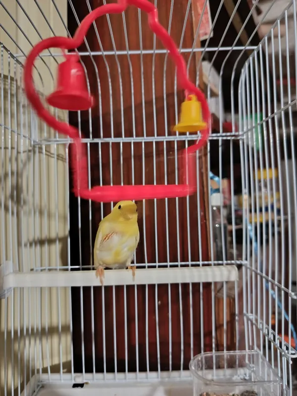 Канарейка 1 ойлик 5