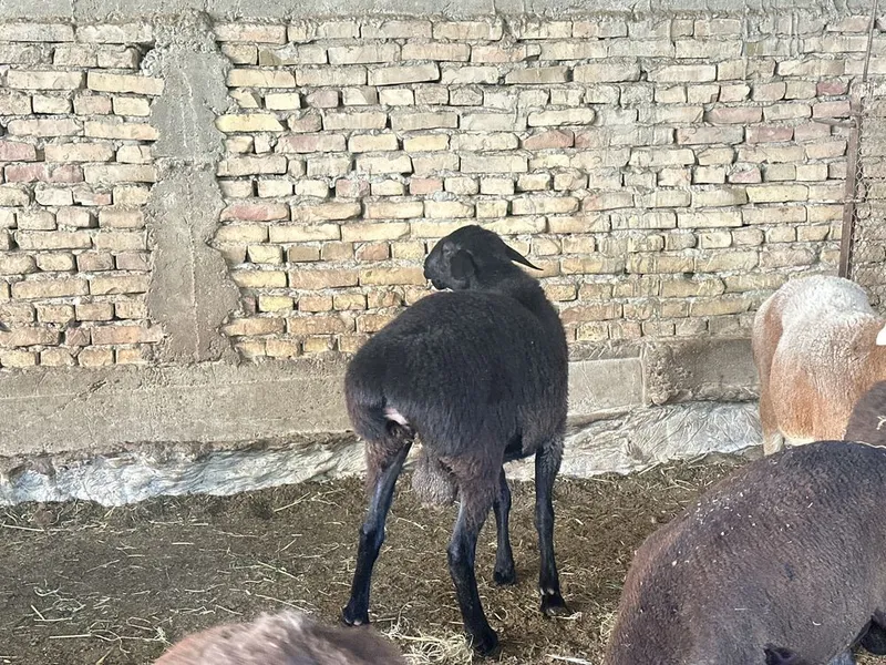 продается баранн 2