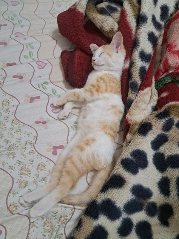 Mushuk 5 oylik erkak 2
