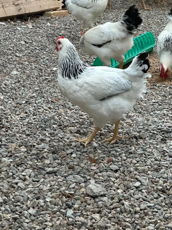 Adler tovuq va xorozlar sotiladi 1