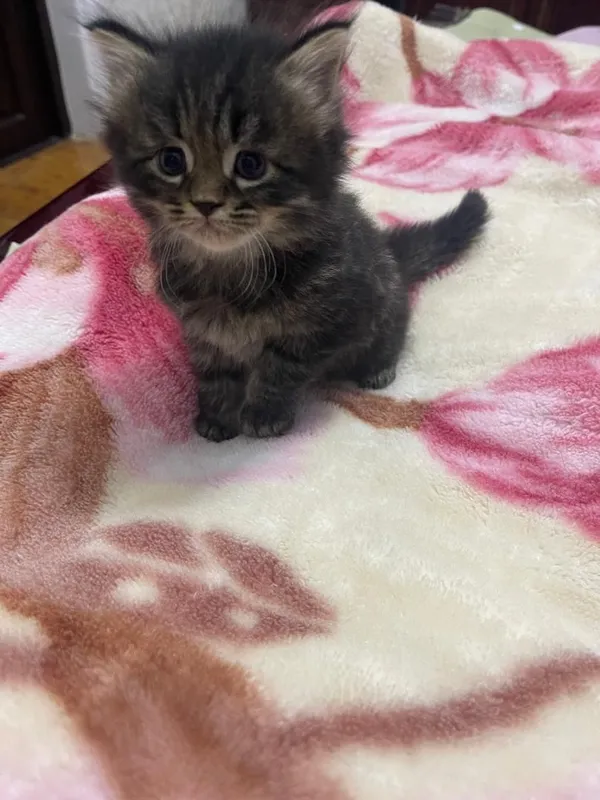 Продаётся котёнок — фото 2