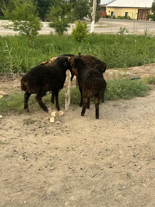 Uyda yaxshi boqilgan zotdor qo'ylar tezda sotiladi. Uyda yaxshi boqilgan zotdor qo'ylar tezda sotiladi.