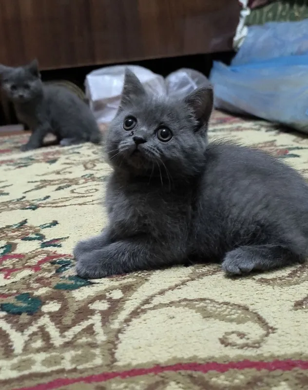 Продаю котят чистой породы 3