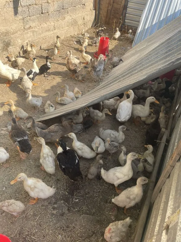 Ordaklar nasil yonalishida foydalanib qolilar 20 dona bor 2