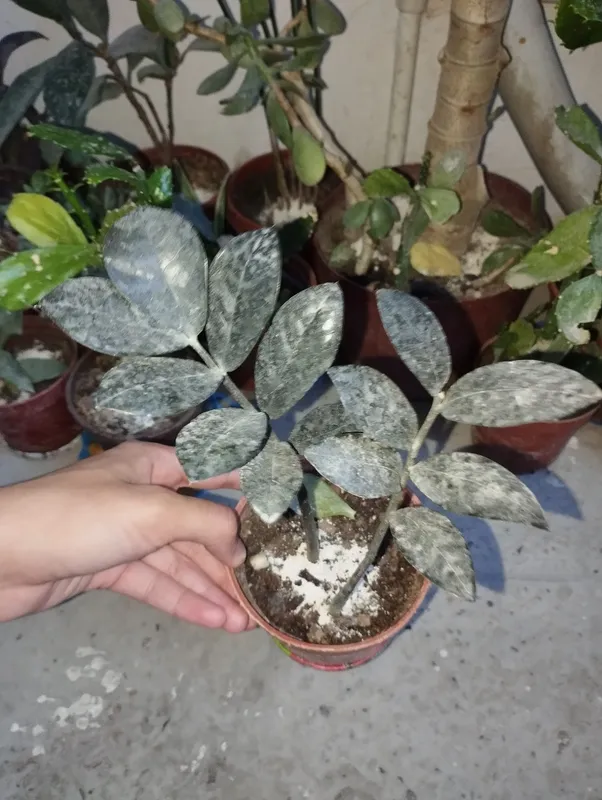 замиякук кора 3 замиякук кора 3