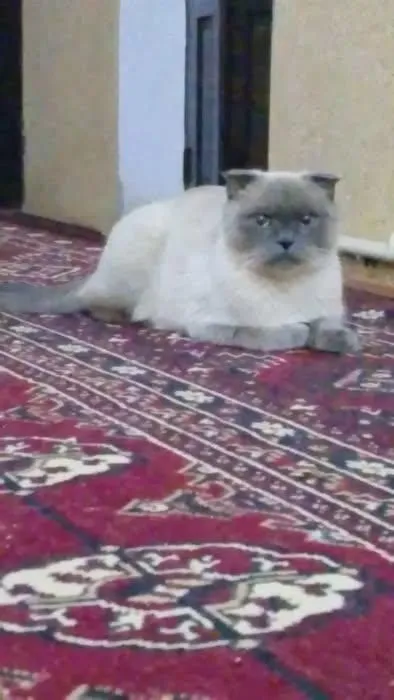 mushuk sotiladi