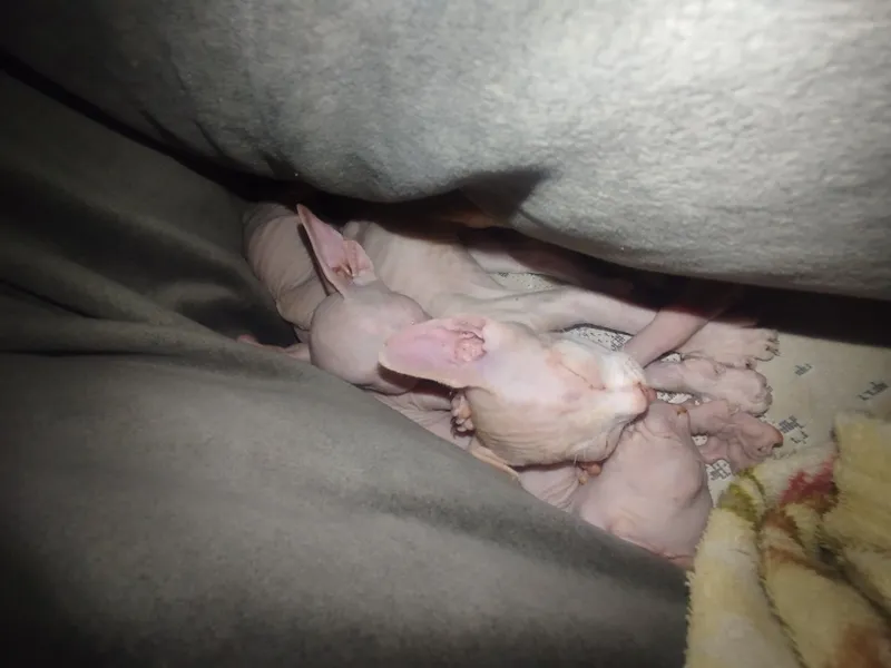 Продаю котят пародистых сфинксов
