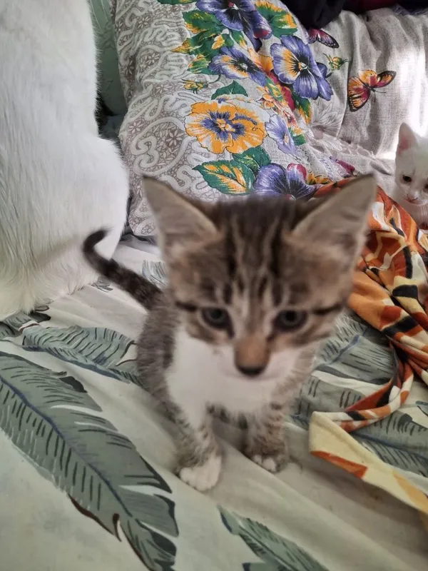 Котята мама Ангорка 4 Котята мама Ангорка 4