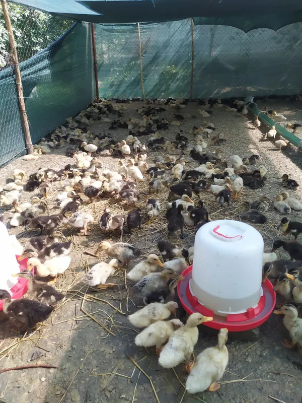 Pekin. Favorit zotliy o'rdakchalar 6 Pekin. Favorit zotliy o'rdakchalar 6