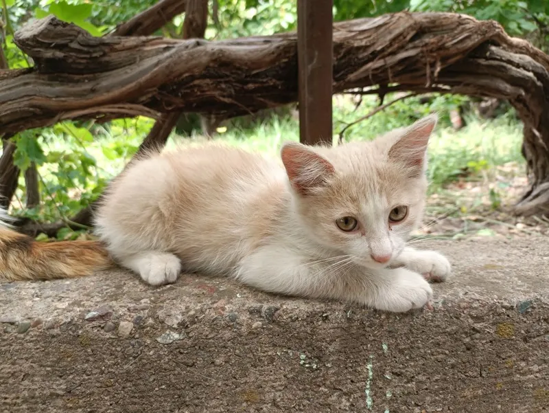 Отдам котенка, мальчик — фото 2