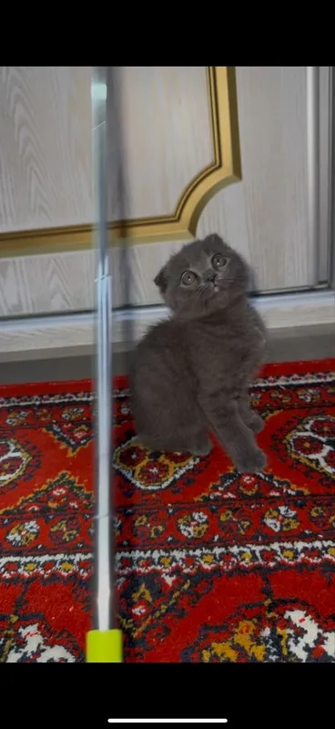 Британски Скотиш фолд Мушугимиз 8 ойлик Кизча — фото 2