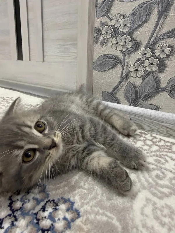 Скоттиш Фолд, 2 мальчики 2 Скоттиш Фолд, 2 мальчики 2