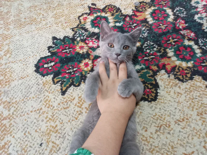 mushukcha 5 oylik o'g'il bola sog'lom 3