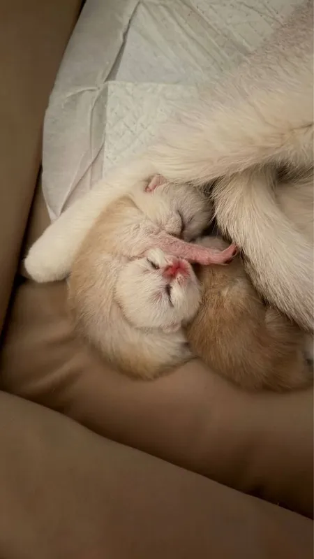 Котята Британской шиншилы 4