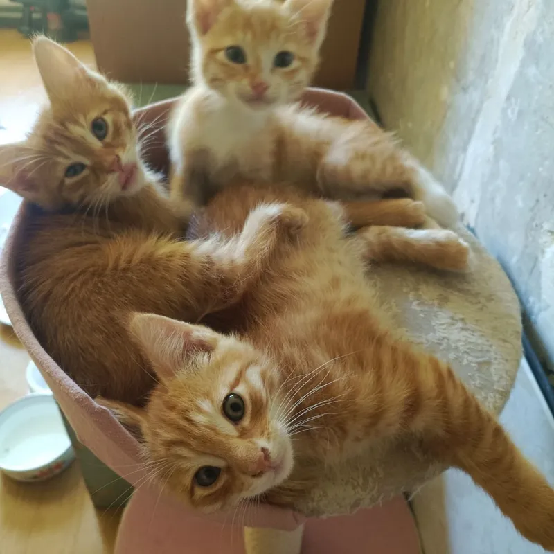 Котята в добрые руки — фото 3 Котята в добрые руки — фото 3