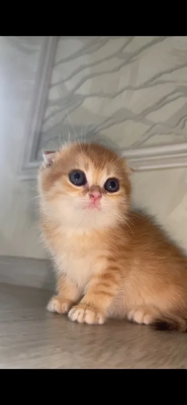 zalatistaya shinshilla tabby qiz bola mushuk 1