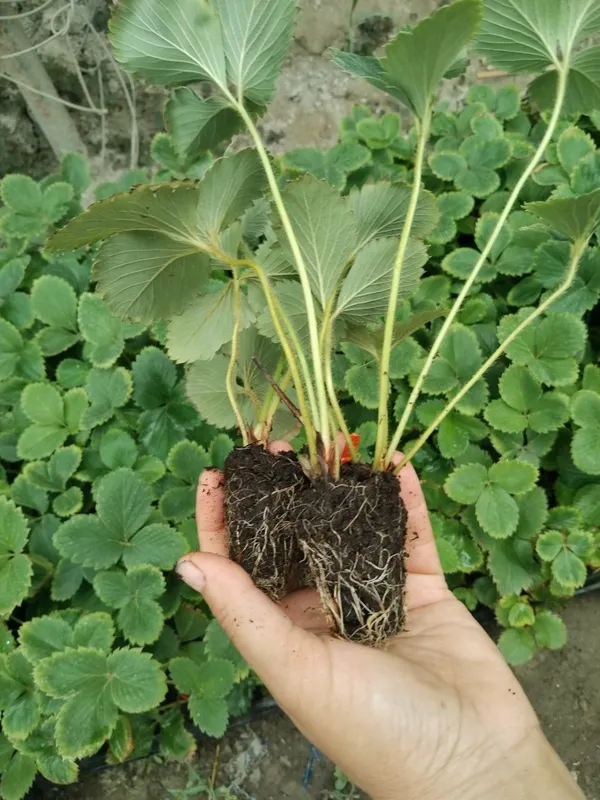 Qulupnay koʻchatlari bor Ko‘c — фото 3