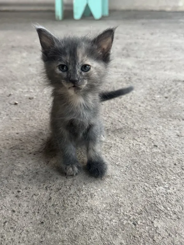Котята 1,5 месячные! Приучены к лотку! Бесплатно! Котята 1,5 месячные! Приучены к лотку! Бесплатно!