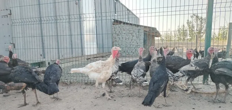 Kurkalar bor 30 ta chiqadi 7