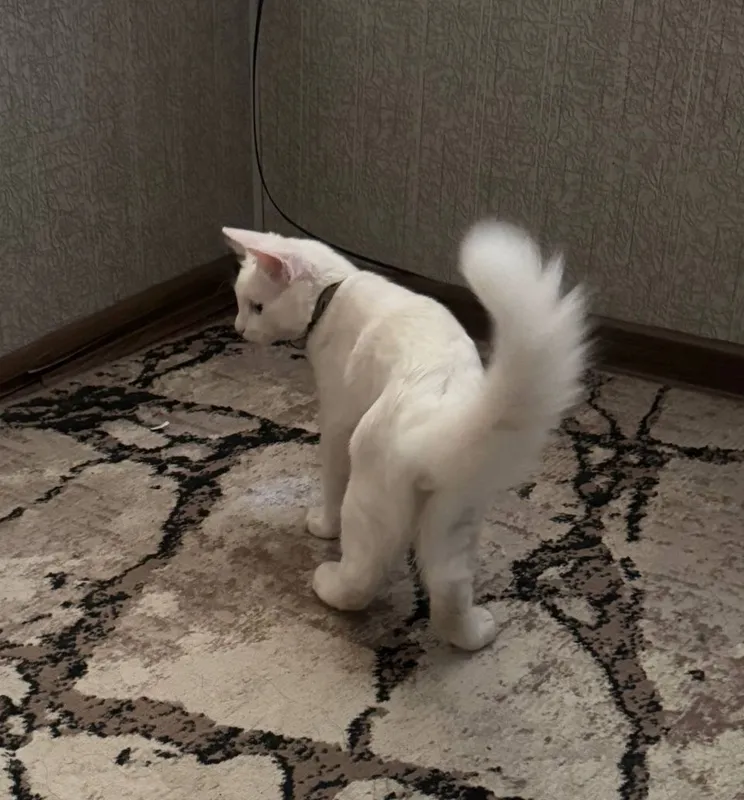 Кот , турецкая Ангора 1 Кот , турецкая Ангора 1