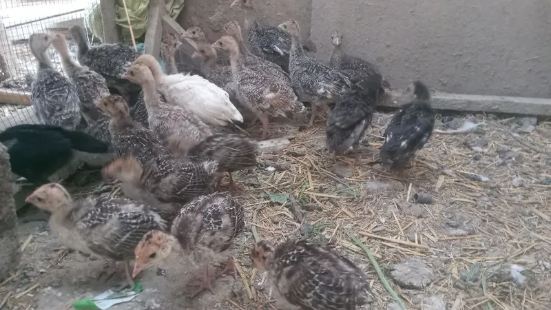Kurka jõjalari va Onasi sotiladi narxlarni kelishamiz . 4