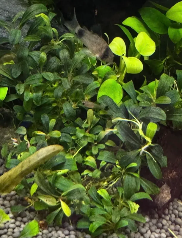 Baliqlar va o‘simliklar bilan akvarium 4 Baliqlar va o‘simliklar bilan akvarium 4