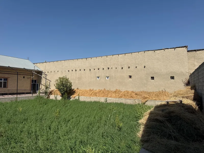 Beda sotiladi 2yillik o’rim