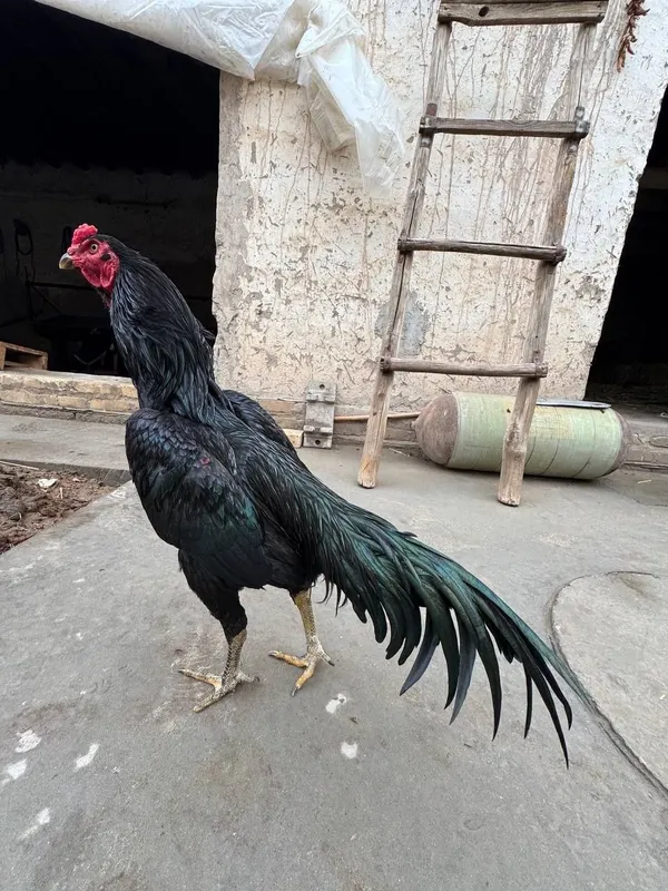 Tailnd xuroz sotiladi