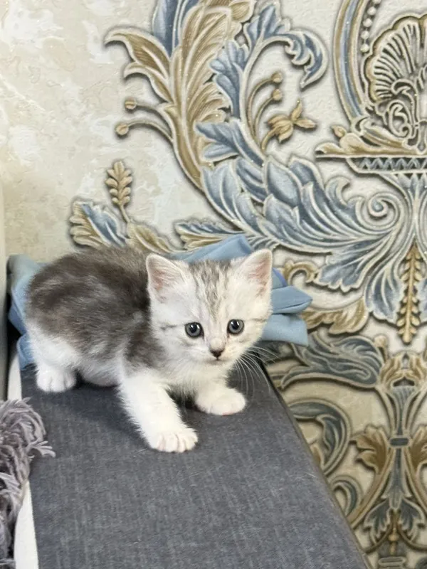 Шотландские котята — фото 4