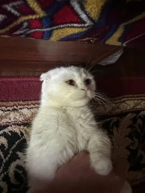 Zotli mushu oppoq yuvosh