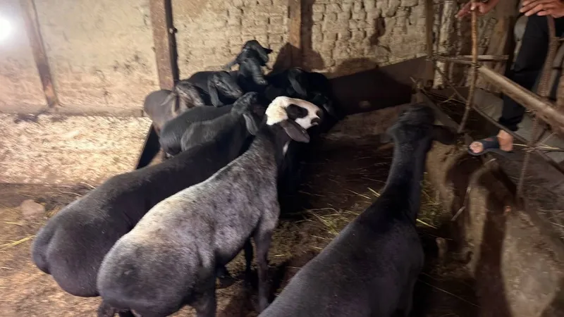 Qurbonlika qochqorla bor sog'lom quloqlari butun — фото 2