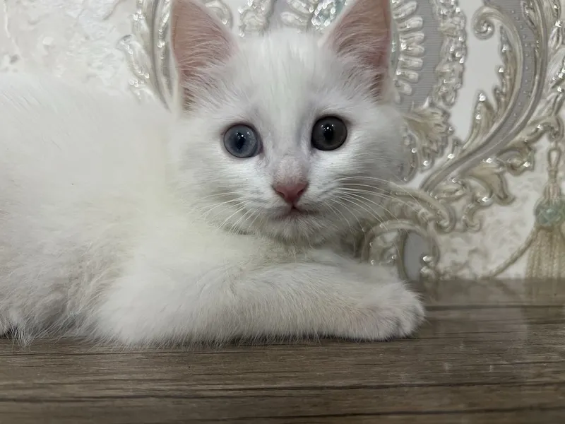 Zotle pishe boo Tureski Angora Ismi Sofi — фото 2