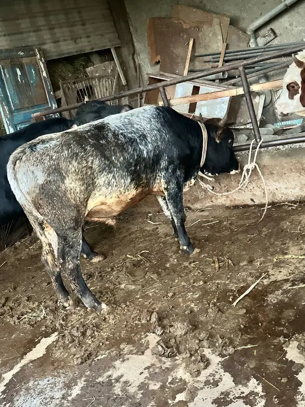 Buqqa sotiladi, jaydari 1
