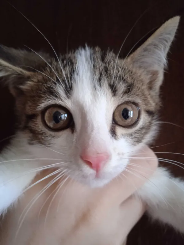 Серобелый котёнок мальчик, 3 месяца. 6
