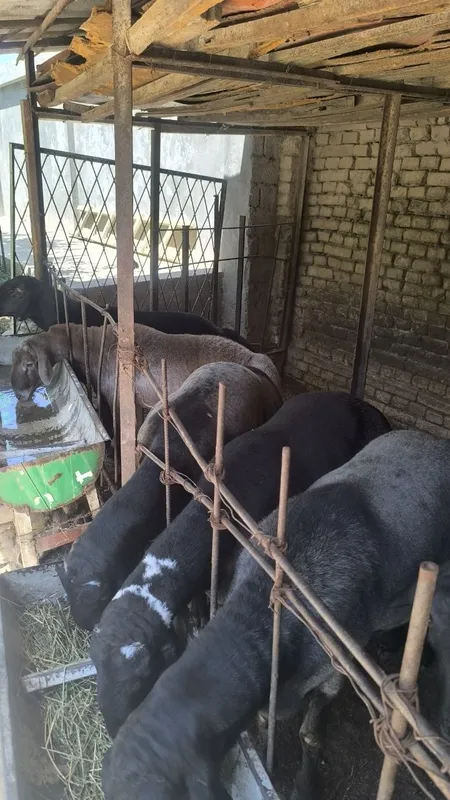 Qòylar sotiladi. 4 Qòylar sotiladi. 4