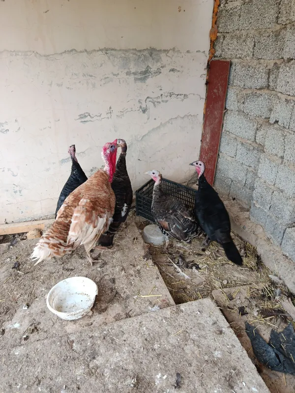 Kurkalar sotiladi 3