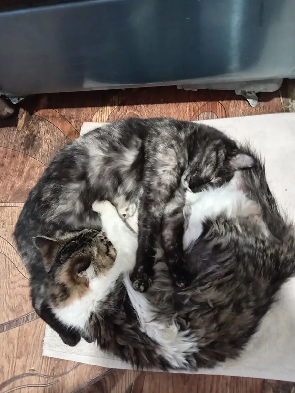 Отдам в хорошие ручки 2 котеков и 3 кошечик.