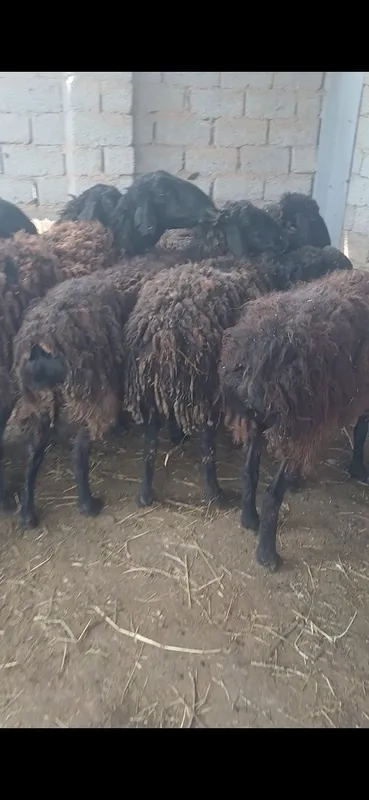 Qoyla sotiladi harxilidan bor dexqonchlik — фото 7