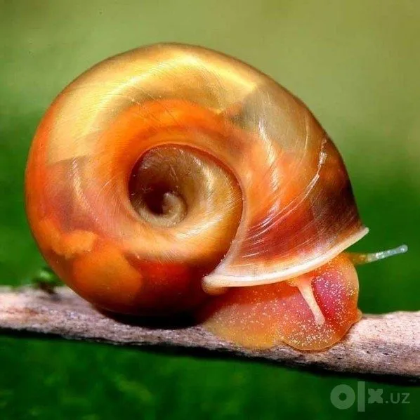 Аквариумные улитки ( Ramhorn snail) 1 Аквариумные улитки ( Ramhorn snail) 1