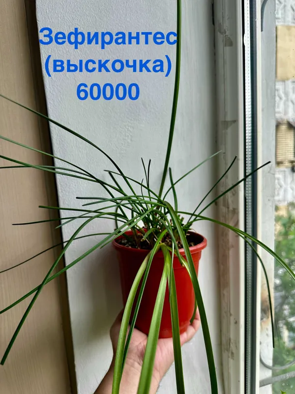 Портулакария афра, Калла белая, Зефирантес выскочка, Спатифиллум, Хоя, — фото 4