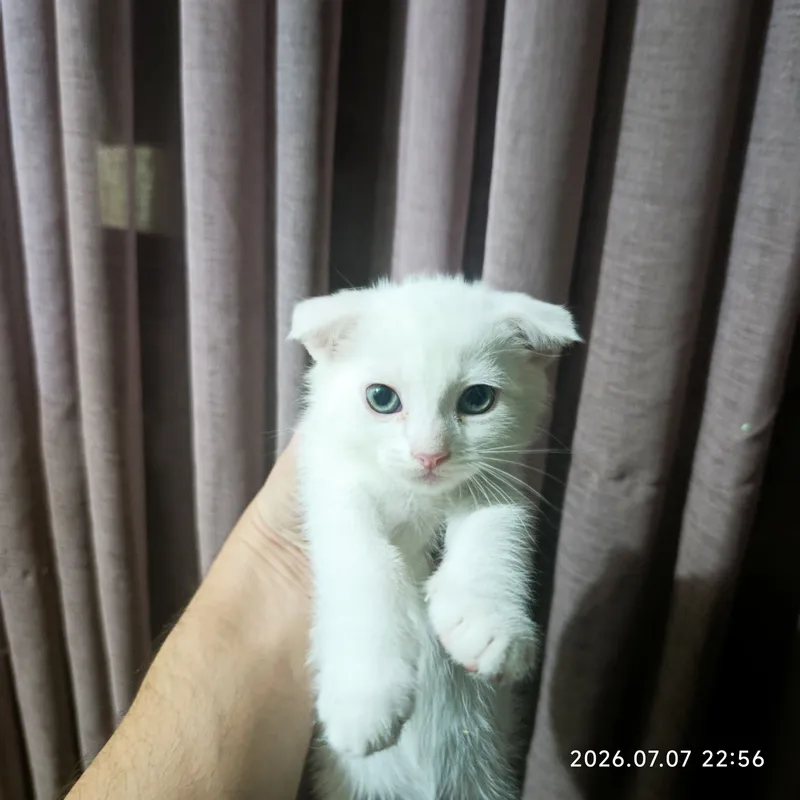 Отдам в добрые руки 4 котят! 4
