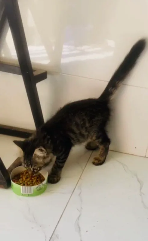 котята в подарок 3 котята в подарок 3