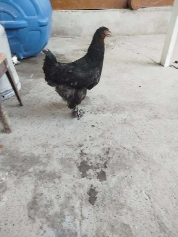 Brama tovuqlari sotiladi 6 Brama tovuqlari sotiladi 6